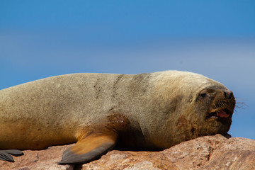 Male sea lion resting on a stone.