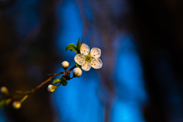 Blooming fruit tree flower close-up macro nature in spring
