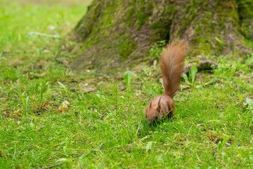 Photo of a red squirrel (Sciurus vulgaris)on green grass in the park. 