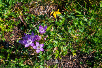 flower meadow in mountains, Italy Dolomites.