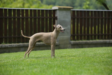 Brown dog Italian greyhound standing in garden with green grass and wooden fence in background 