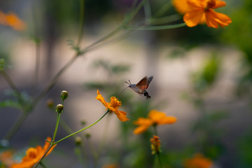 Hummingbird hawk-moth flying to a orange flower. Hummingbird hawk-moth eats nectar from a flower.