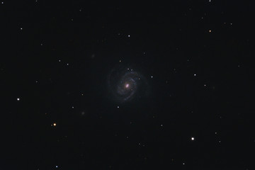 Obraz na płótnie Canvas The intermediate spiral galaxy Messier 100 in the constellation Coma Berenices photographed with a Maksutov telescope from Mannheim in Germany.