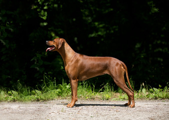 Brown dog Rhodesian Ridgeback in dog attitude in park 