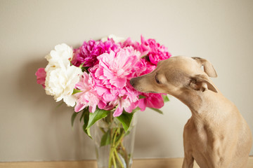 adorable, background, beautiful, beauty, bloom, blossom, bouquet, breed, brown, brown dog, bunch,...