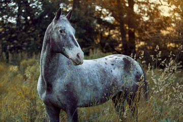 grey horse appalossa standing in high grass by the sunset 
