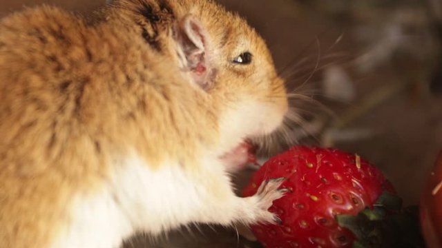 Close up of gerbil eating strawberry, slow motion. Dipodinae