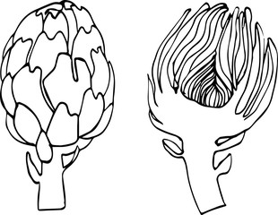 Hands drawing line art artichoke healthy plant vector delicious food diet leaf nature organic fresh vegetable sketch vintage ingredient agriculture vegetarian harvest vitamin