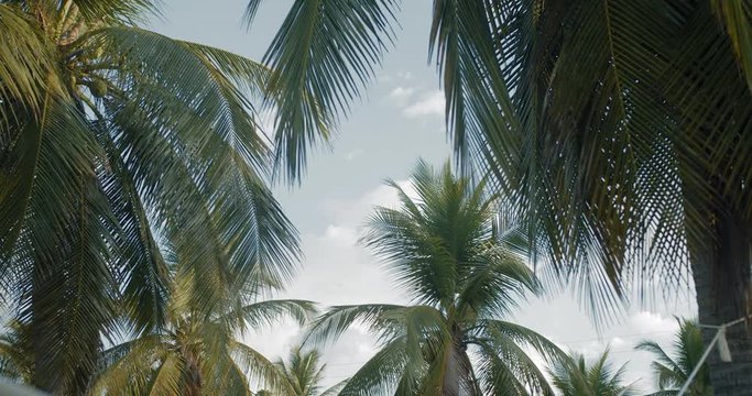 A group of palm trees next to each other