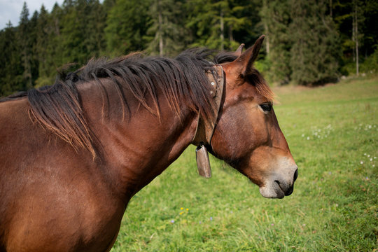 brown horse head portrait on pasture, dark brown horse with bell on neck, norik muransky type, wild horse