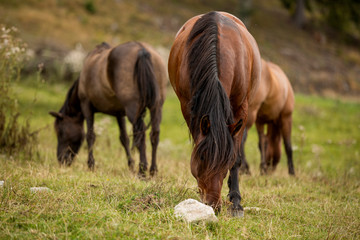 Naklejka na ściany i meble Wild brown horses eating grass on pasture