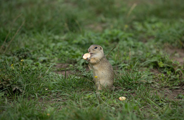 Naklejka na ściany i meble ground squirrel looking around and eating biscuit in green background, ground squirrel in nature, black eyes, small animal, rodent, rodent eating, animal eating