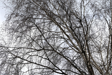 Birch in the early spring. Grey sky. Grey storm clouds