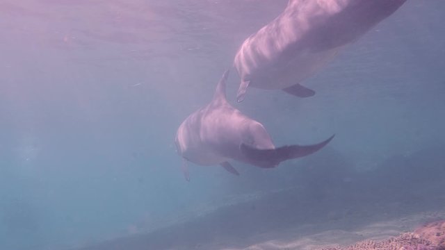 Cute dolphins underwater closeup.Red Sea