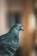 Pigeon