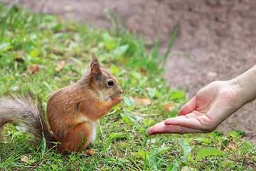 Wild squirrel in the park of St. Petersburg asks for food from tourists. The concept of communication and friendship of people with wild animals. 