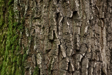 A part of old tree stem, covered with brown bark and green moss in forest woods in winter. Bare tree. Natural texture background