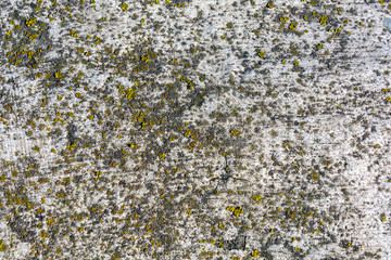 Old plastered wall with peeling paint. Fungus and mold on an old wall. Abstract background.