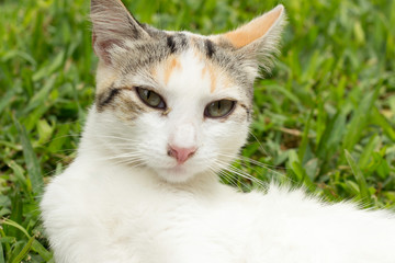 Los gatos del Kennedy