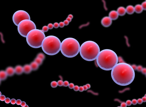Cocci Shape of bacteria. streptococci type Bacteria.