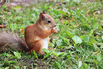 Naklejka na ściany i meble Wild squirrel in the forest on the grass eats a nut.