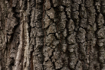 A part of old tree stem, covered with brown bark and green moss in forest woods in winter. Bare tree. Natural texture background
