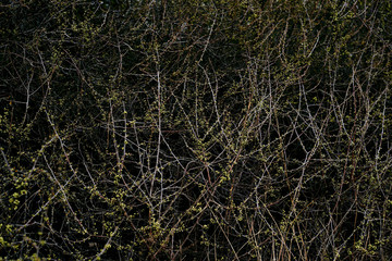 Fototapeta na wymiar Close-up picture of tree in blossom. Small white flowers on the bush branches in forest woods field in spring. Natural environmental background.
