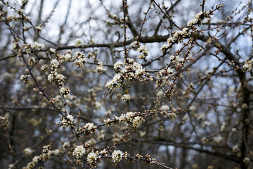 Close-up picture of tree in blossom. Small white flowers on the bush branches in forest woods field in spring. Natural environmental background.