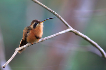photo of hummingbird (Reddish Hermit) perched on a branch with blurred background