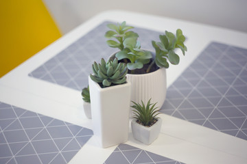 green living plants in the white pots on a white dining table with gray coasters in the kitchen