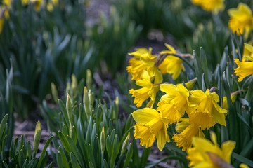 Daffodils in the flowerbed. Very beautiful spring flowers.