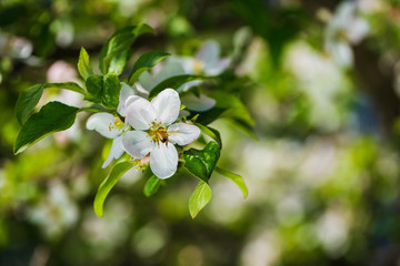 White flowers on the spring fruit tree.