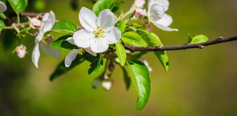 White flowers on the spring fruit tree.