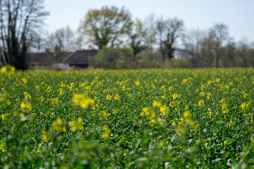 field of yellow Flowers / mustard