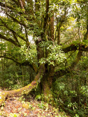 Der Tropische Bergwald am Cerro de la Muerte bei einer Wanderung durch das Savegre Tal in Costa Rica.