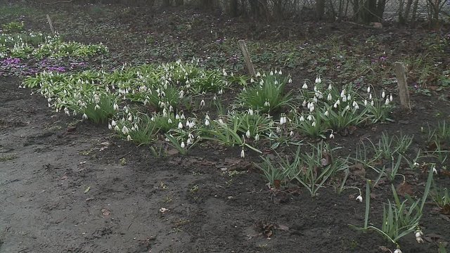 First spring flowers snowdrops in the woods. Beautiful spring flowers in the wild. Snowdrops in nature.