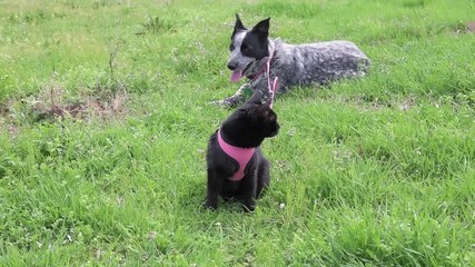 Black cat in pink harness on an outdoor adventure with her spotted black and white dog friend