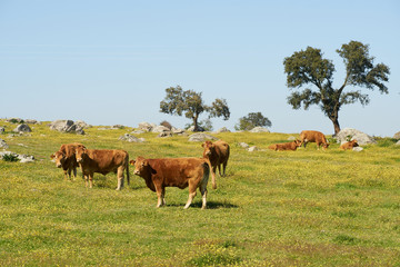 Naklejka na ściany i meble Cows on a flowers field eating grass, in Alentejo, Portugal