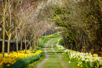 path in the meadow