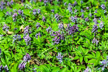bright green valley young flower background in a sunny day, juisy salad grass with beautiful blue and yellow flowers nature texture , plants backdrop close up
