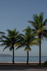 Fototapeta na wymiar Palm trees on the street