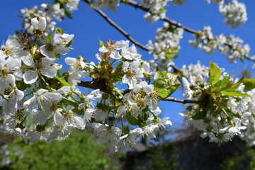 Prunus avium