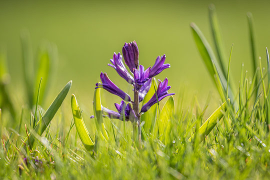purple spring hyacinth flower sprouting out of the green grass, horizontal with copy space