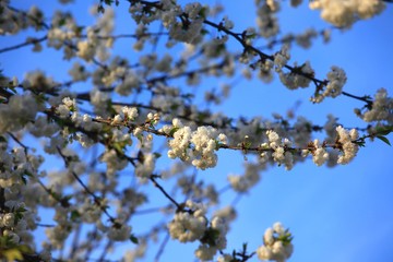 Baumblüte