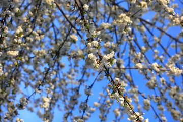 Baumblüte