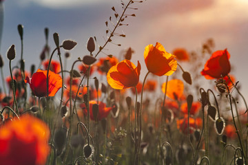 field of poppies