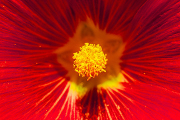 red dahlia flower macro