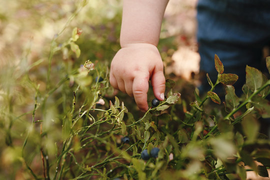 Close-up of young toddler's hand reaching for ripe blueberries in Nordic forest - Powered by Adobe