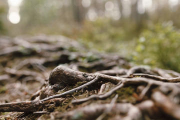 Beautiful Nordic forest footpath amid ripe blueberry bushes