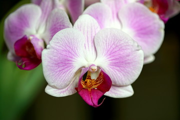 Fototapeta na wymiar pink orchid on a black background
